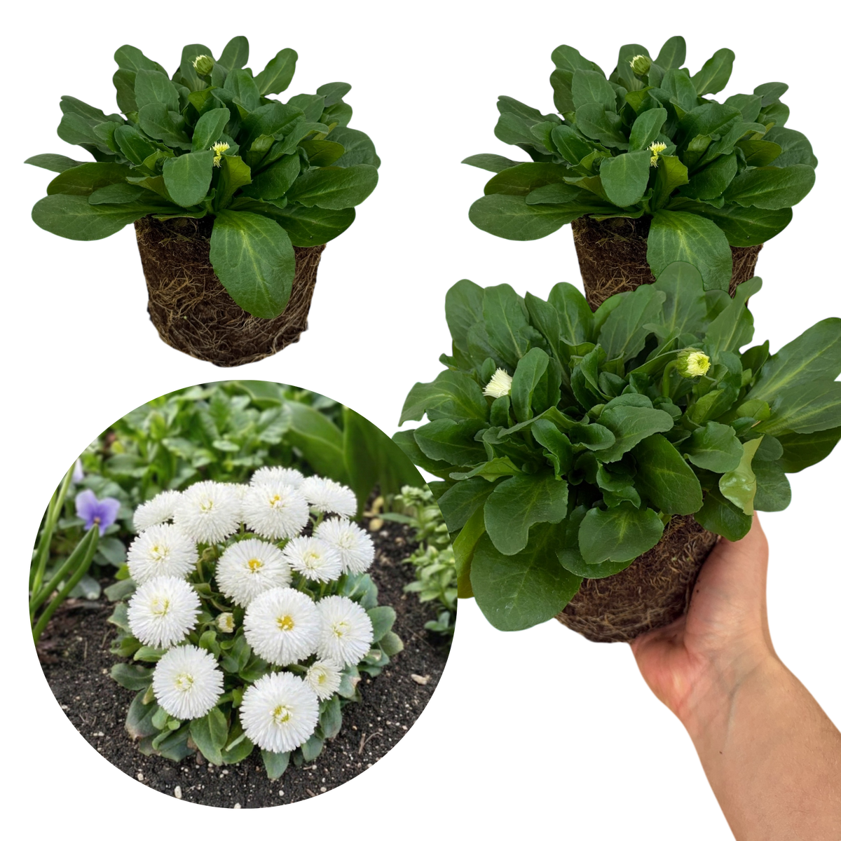 Bellis Habanera White | 3 or 6 1L Pots