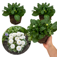 Bellis Habanera White | 3 or 6 1L Pots