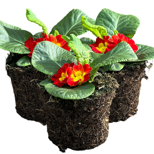 Primrose Red | 3 or 6 1L Pots