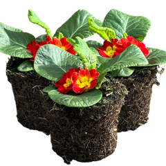 Primrose Red | 3 or 6 1L Pots