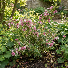 1 Weigela Variegata Plant, Pink Flowering Hardy Shrub, Bee Friendly, Outdoor Garden Ready, 17cm Root-Ball