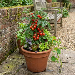 Set of 3 or 6 Large Plants - Tomato Totem Variety, Ready to Plant in Your Garden