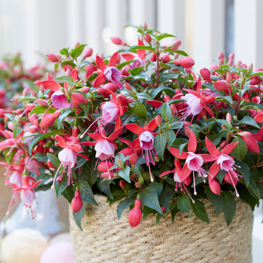 Fuchsia Bella Nikita | 3 or 6 1L Pots
