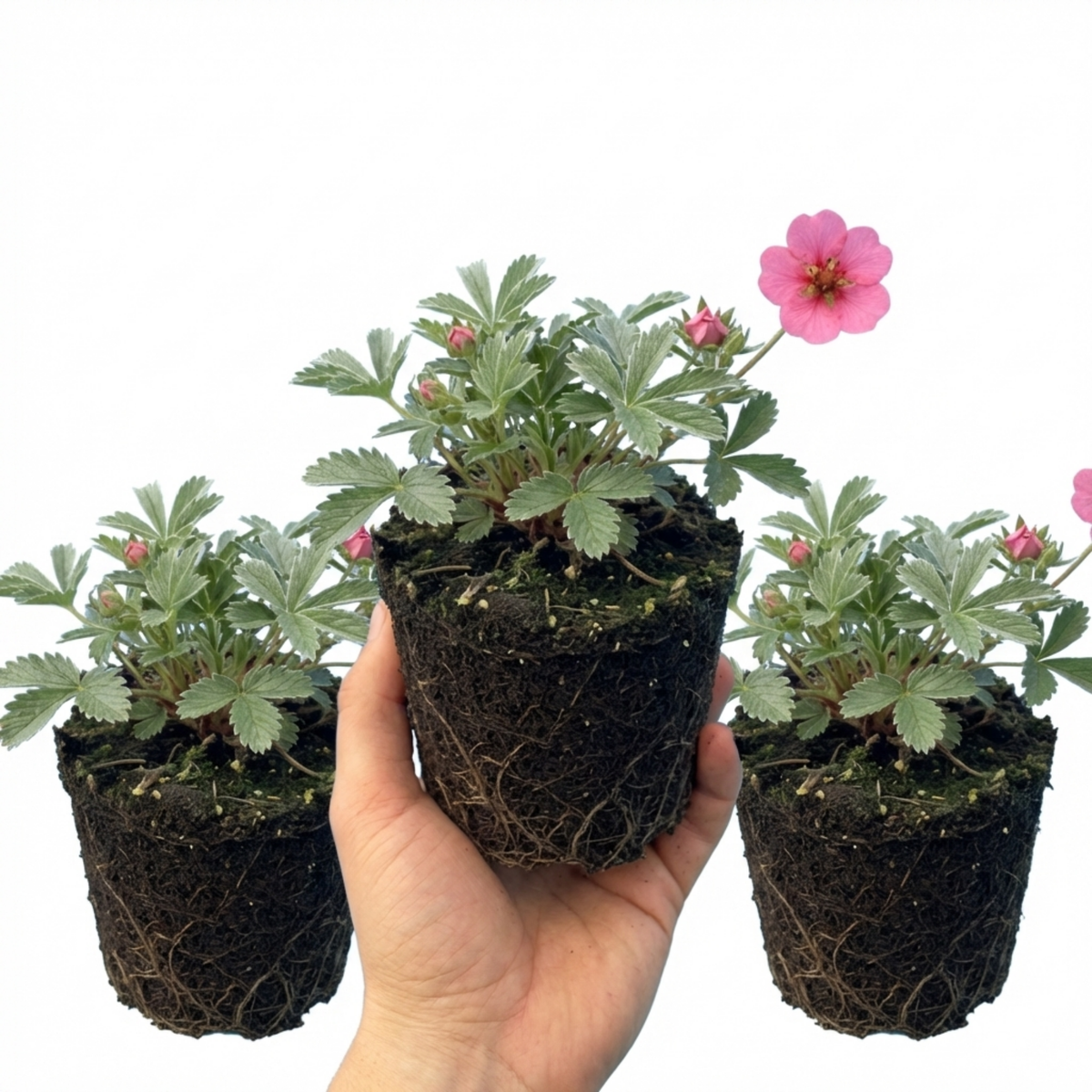 Potentilla Miss Wilmott Hardy Perennial Shrub Plants, Bee Friendly Summer Flowering, Outdoor Garden Ready, 1 Litre Root-Ball