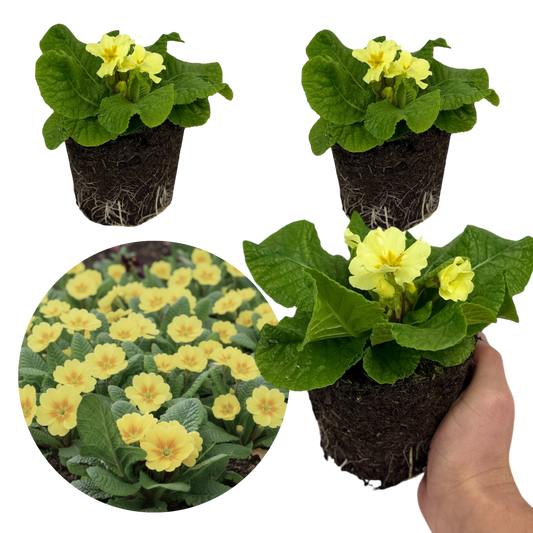 Primrose Sweet 16 | 3 or 6 1L Pots