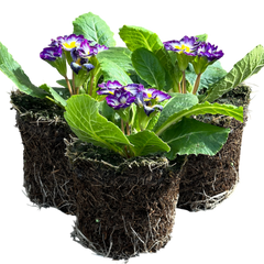 Primrose Blue Bicolour | 3 or 6 1L Pots