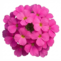 Aubrieta Florado Neon Pink, Ready to Plant in Your Garden, 1L