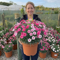 1 Dianthus Shirley Temple Plant, Fragrant Summer Flowering Hardy Perennial, 5L Root-Ball
