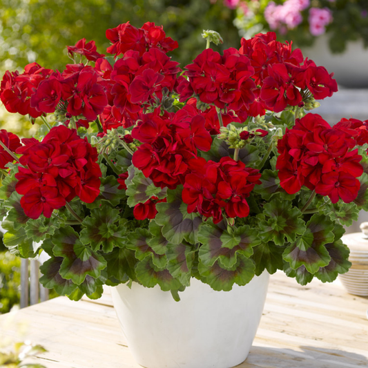 Geranium Toscana Mylena | 3 or 6 1L Pots