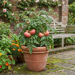 Set of 3 or 6 Large Plants - Tomato Brandy Boy Variety, Ready to Plant in Your Garden