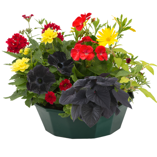 7 Colour Coordinated Plants - Brilliant Bling Theme Speedplanter, Garden Ready