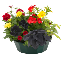 7 Colour Coordinated Plants - Brilliant Bling Theme Speedplanter, Garden Ready