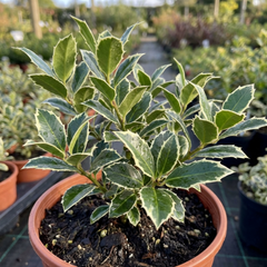 Ilex Argentea Marginata Silver Variegated Holly Plant, Hardy Evergreen Shrub, Litre Root Ball