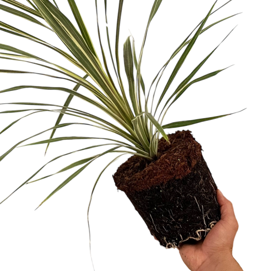 Cordyline Torbay Dazzler | 3L Pot