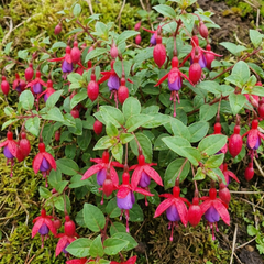 3 Large Plants - Fuchsia Tom Thumb, Ready to Plant in Your Garden, 1L Rootballs