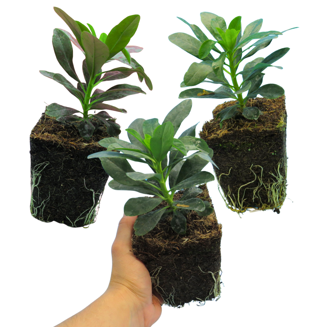 Euphorbia Robbiae | 3 or 6 1L Pots
