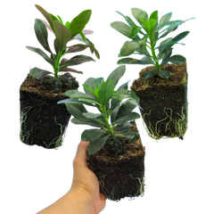 Euphorbia Robbiae | 3 or 6 1L Pots
