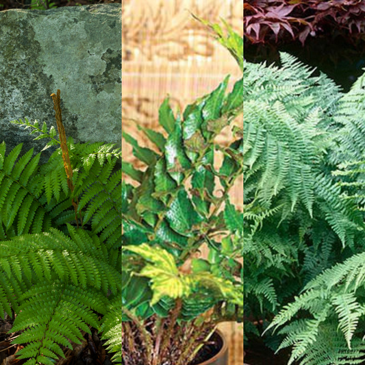 Fern Mix - Shield Fern, Holly Fern, Male Fern