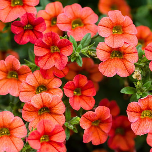 Calibrachoa Cabaret Early Orange | 3 or 6 1L Pots