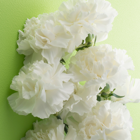 Carnation White | 3 or 6 1L Pots