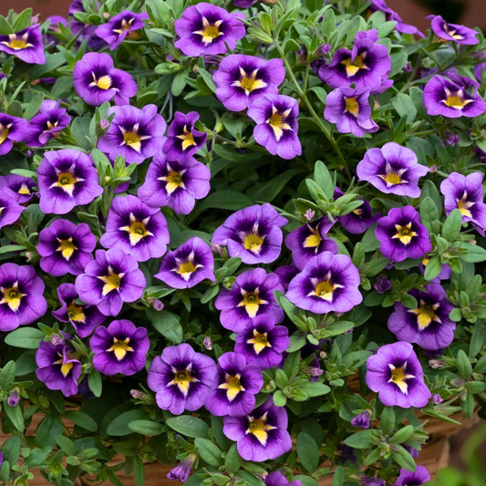Calibrachoa Bumble Bee Blue | 3 or 6 1L Pots