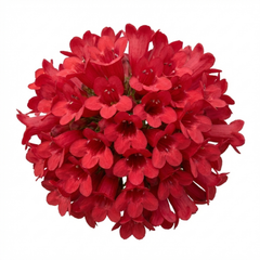 Penstemon Red Hardy Perennial Plants, Bee Friendly Summer Flowering, Outdoor Garden Ready, 1 Litre Root-Ball