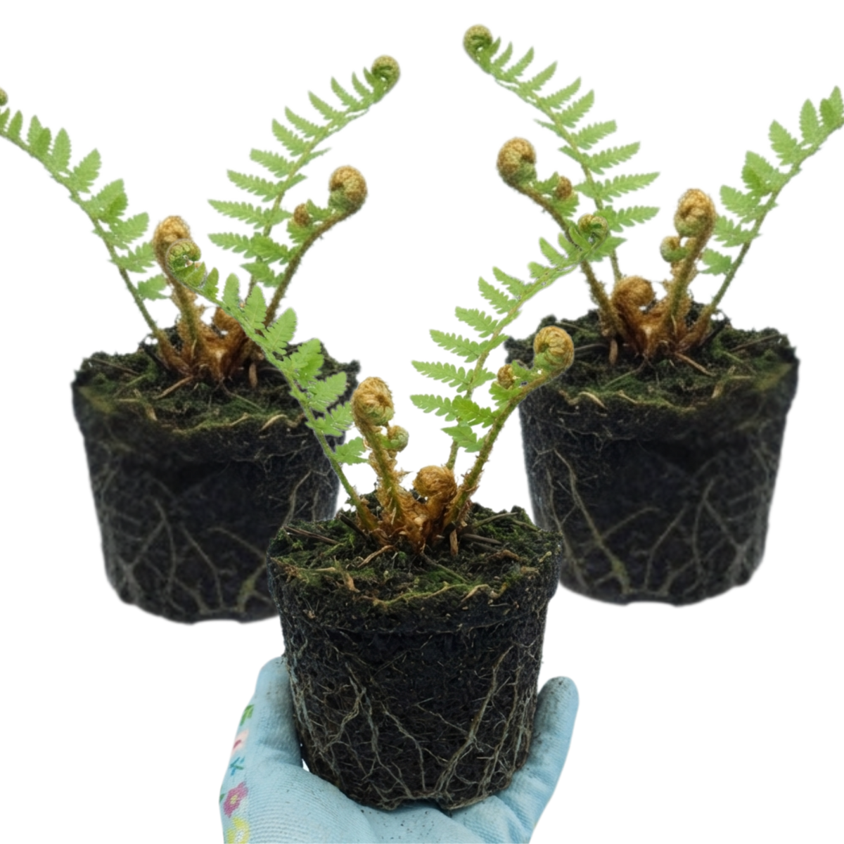 Dryopteris affinis Montana Male Fern Hardy Evergreen Perennial Plants, Shade Loving Garden Plant, 1L Root Ball