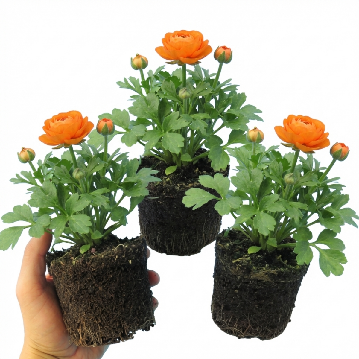 Ranunculus Vortex Orange Persian Buttercup Plants, Hardy Perennial, Spring & Autumn Flowering, Outdoor Garden Ready, 1 Litre Root-Ball