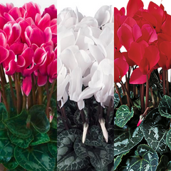 Large Cyclamen Flame Growers Selection | 3 or 6 1L Pots