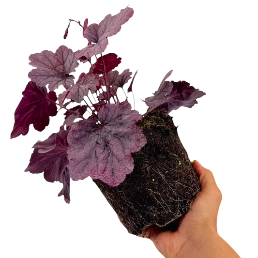 Heuchera Grape Timless