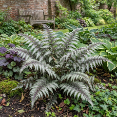 Japanese Painted Fern Athyrium Pewter Lace Plants, Hardy Shade Perennial, 1 Litre Root Ball