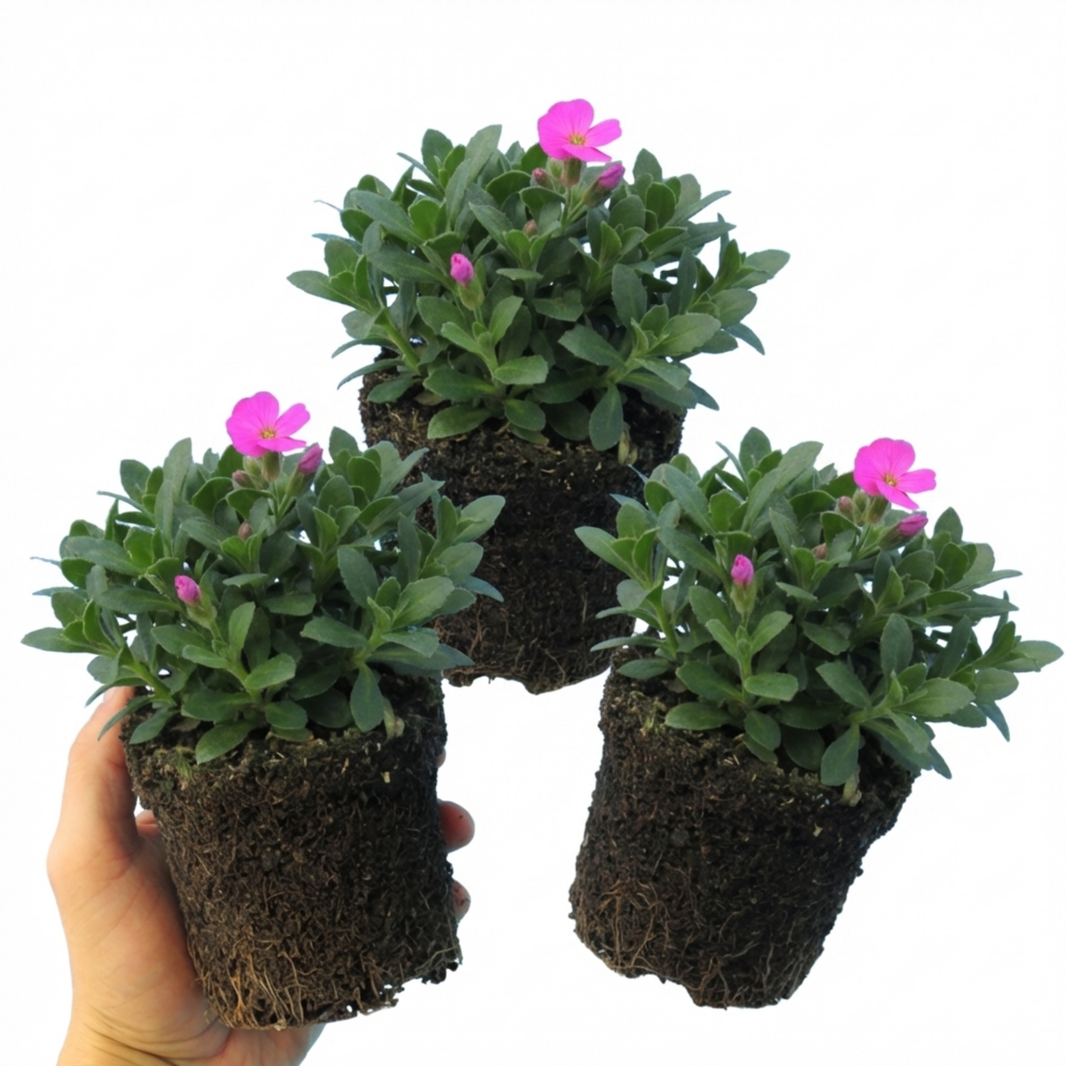 Aubrieta Florado Neon Pink, Ready to Plant in Your Garden, 1L