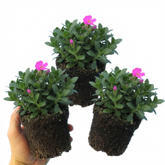 Aubrieta Florado Neon Pink, Ready to Plant in Your Garden, 1L
