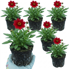 Coreopsis Uptick Red Hardy Perennial Plants, Bee Friendly Summer Flowering Tickseed, 1 Litre Root Ball