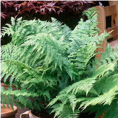 Male Fern | 3 or 6 1L Pots