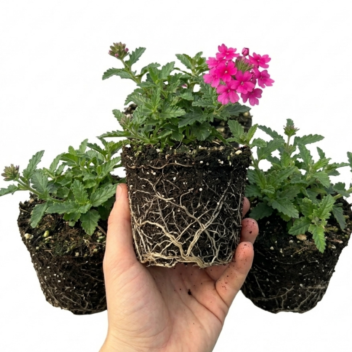 Verbena Trailing Magelana Hot Rose Plants, Summer Bedding Garden Ready, 10.5cm Root-Ball