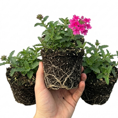 Verbena Trailing Magelana Hot Rose Plants, Summer Bedding Garden Ready, 10.5cm Root-Ball