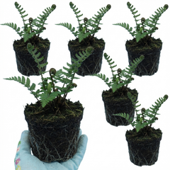 Set of 3 or 6 Dryopteris Atrata Wood Fern Plants, Hardy Evergreen Perennial Ferns for Shade, Outdoor Garden Ready, 1 Litre Root-Ball