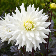 1 Large Plant - Dahlia Dahlegria White, Ready to Plant in Your Garden, 3L Pot