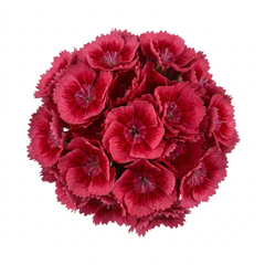 1 Dianthus Cherry Daiquiri Plant, Fragrant Hardy Summer Bedding Perennial, Outdoor Garden Ready, 5L Root Ball