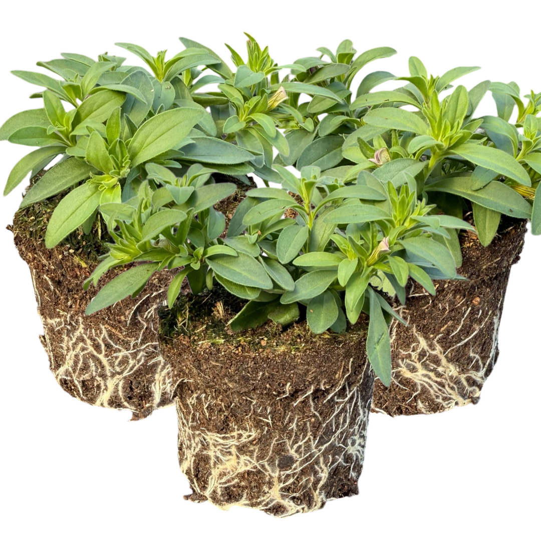 Calibrachoa Bumble Hot Pink | 3 or 6 1L Pots