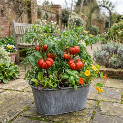 Tomato Supersteak Variety, Ready to Plant in Your Garden