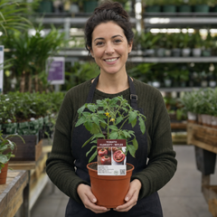 1 Cherry Tomato Floridity Live Plant, Outdoor Garden Ready, Grow Your Own Tomatoes, 2 Litre Root Ball
