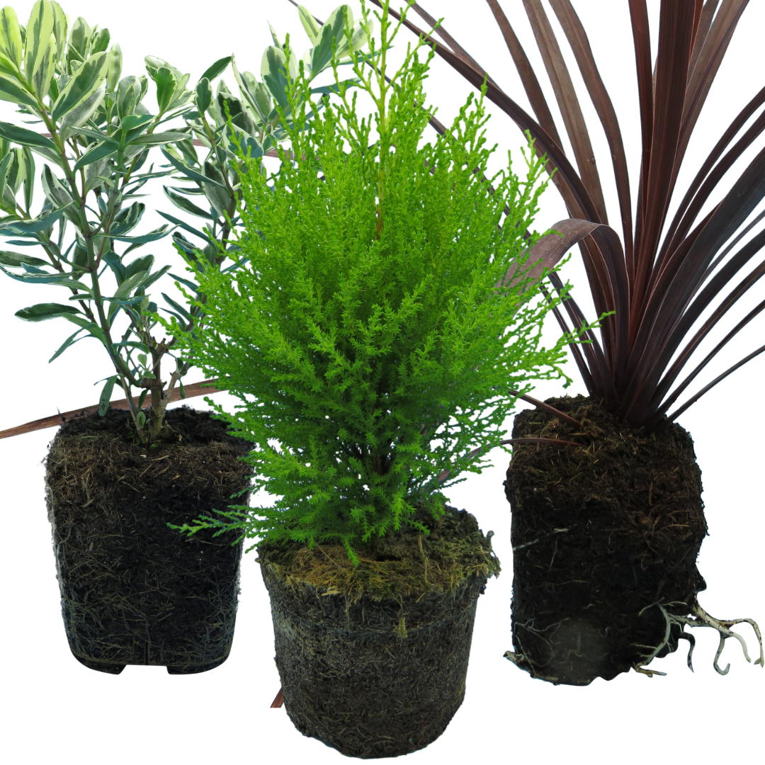 Cupressus Wilma, Cordyline Red Star & Hebe Varigata Mix | 3 or 6 1L Pots
