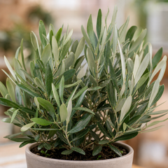 Mini Olive Bush, 1.5Ltr Pots, Small Olive Tree UK