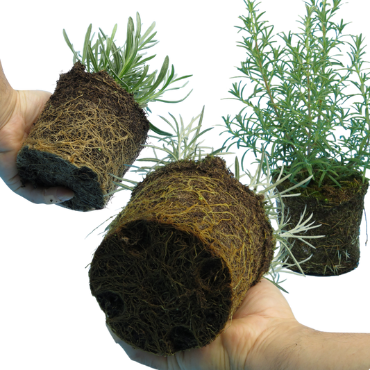 Aromatic Collection - Lavender, Helicrysum (curry plant), Rosemary