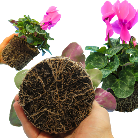 Cyclamen Flame Deep Rose