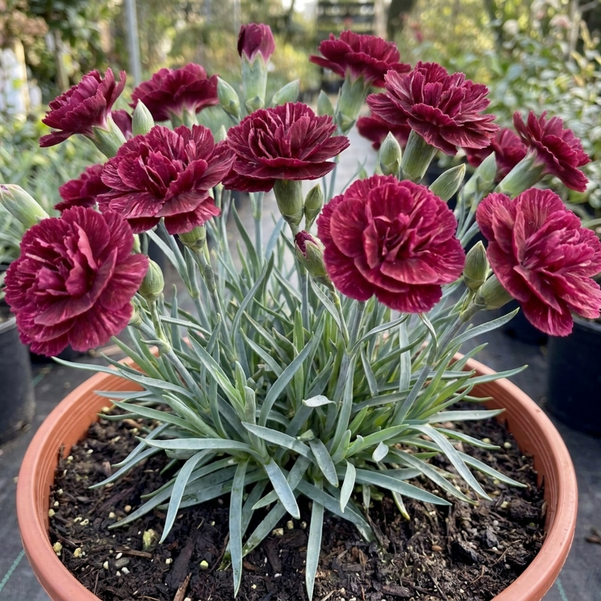 1 Carnation Capitan Diaz Dianthus Plant, Outdoor Hardy Summer Flowering Garden Perennial, 2Ltr Root-Ball