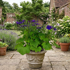 Senetti Kobalt Blue Flowering Plant, Large Summer Bedding, Outdoor Garden Ready, 6.5L Root-Ball