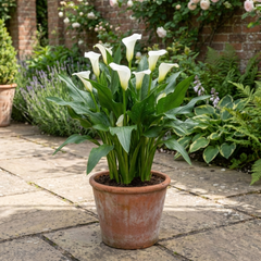 1 Zantedeschia Snow White Live Plant, Hardy Perennial Calla Lily, Outdoor Garden Ready, 3 Litre Root-Ball